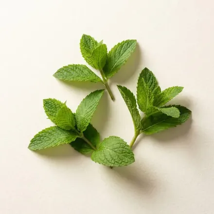 Sprigs of fresh green mint